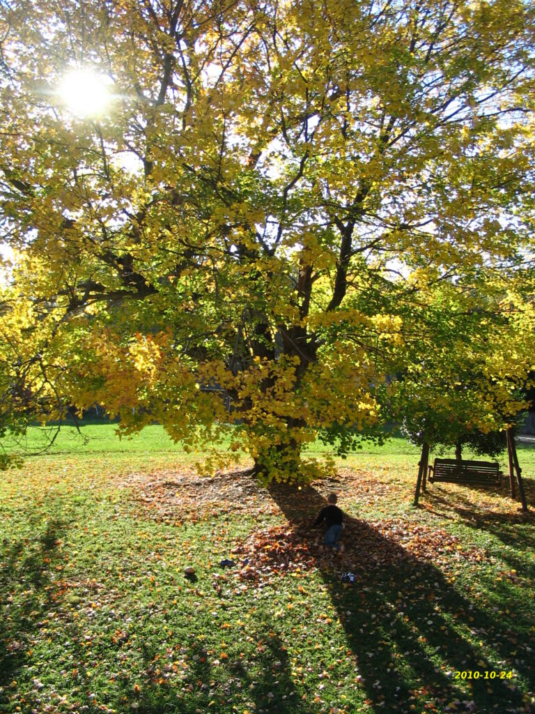 tree with shadow